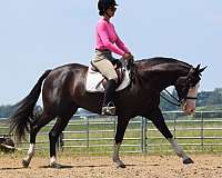 ranch-versatility-pinto-horse