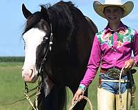 ranch-work-pinto-horse