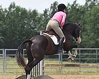 reining-pinto-horse