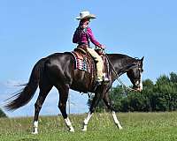 ridden-english-pinto-horse
