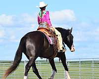 ridden-western-pinto-horse