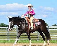 show-hack-pinto-horse