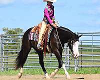 show-pinto-horse