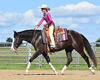 trail-pinto-horse