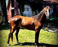 kid-safe-horse-mare