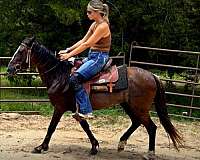 beginner-safe-horse-mare