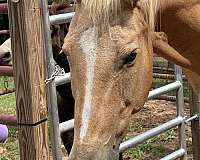 quarter-horse-mare