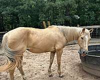 quarter-horse-for-sale