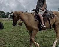 quarter-horse