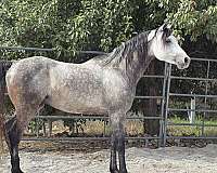 handled-daily-arabian-horse