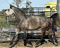 playful-arabian-horse