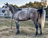 amazing-stallion