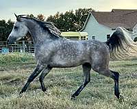 attitude-stallion