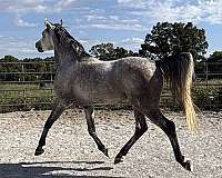 current-stallion