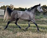 dental-stallion