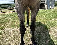 easy-keeper-stallion