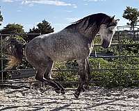 handled-stallion