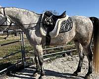 has-been-handled-stallion