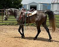 herd-stallion