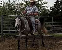 keeper-stallion
