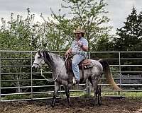 march-stallion