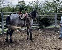 options-stallion