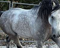 playful-stallion