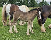 gypsy-vanner-colt