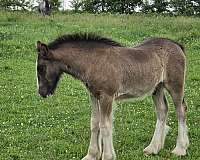 gypsy-vanner-horse-for-sale