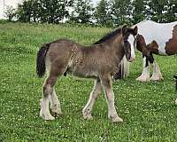 gypsy-vanner-horse