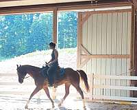quarter-horse-mare