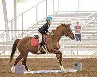 quarter-horse-for-sale