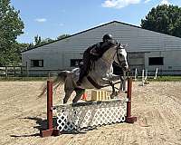 thoroughbred-mare
