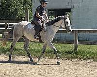 thoroughbred-horse-for-sale