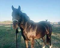 all-around-trail-riding-american-gaited-horse