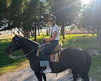 bay-american-gaited-horse-mare