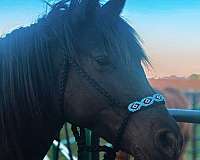 14-hand-american-gaited-horse-mare