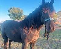 bay-american-gaited-horse-for-sale