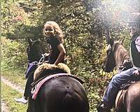 14-hand-american-gaited-horse