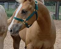 all-around-paint-horse