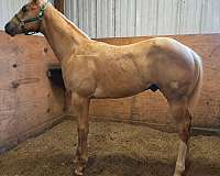 barrel-racing-paint-horse