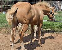 blue-eyed-paint-horse