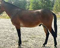 blue-roan-belgian-horse