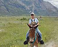 blue-roan-belgian