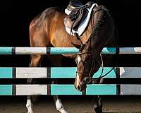 bay-stripe-two-white-socks-horse