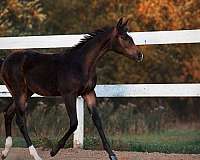 all-around-quarter-horse