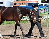 english-pleasure-quarter-horse