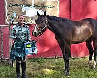 show-quarter-horse