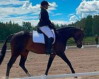 showmanship-quarter-horse