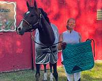 trail-quarter-horse